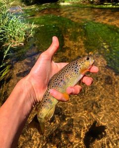 Brown Trout