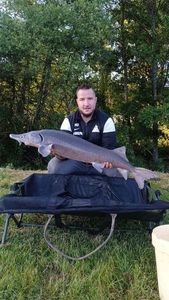 Sturgeon