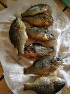 Green Sunfish