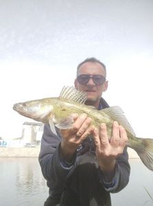 Zander