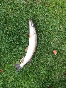 Northern Pike