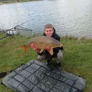 Common Carp