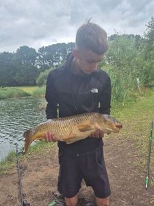 Common Carp