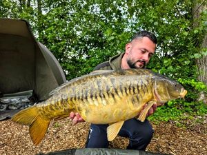 Mirror Carp