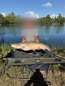 Grass Carp