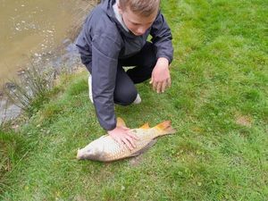 Common Carp