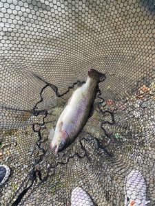 Rainbow Trout