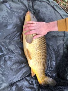 Common Carp