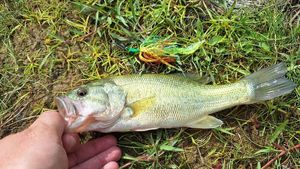 Largemouth Bass