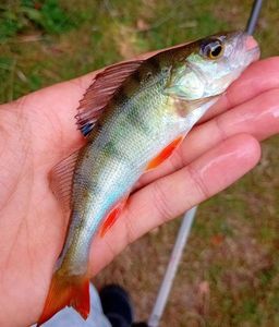 European Perch