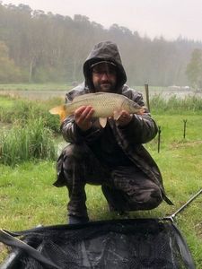 Common Carp