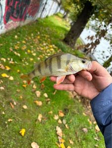European Perch