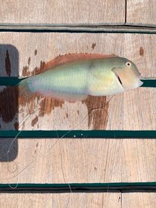 Pearly Razorfish