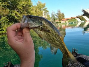 Largemouth Bass