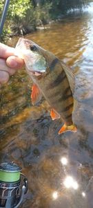 European Perch