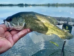 Largemouth Bass