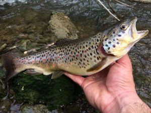 Brown Trout