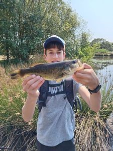 Largemouth Bass