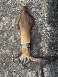 European Squid