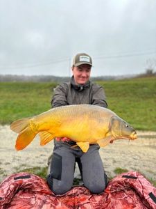 Mirror Carp