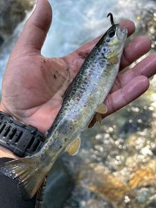 Brown Trout