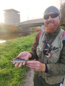 European Perch