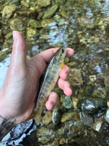 Brown Trout