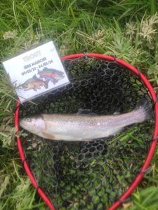 Rainbow Trout