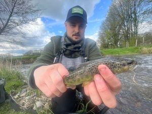 Brown Trout