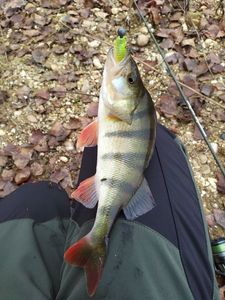 European Perch