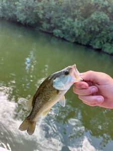 Largemouth Bass
