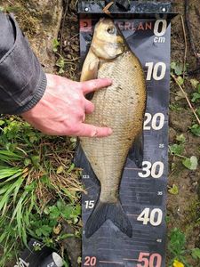 Common Bream