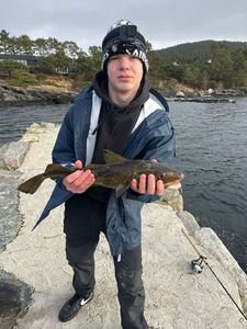 Atlantic Cod (Baltic)