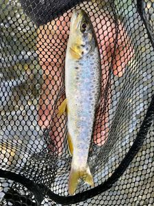 Brown Trout