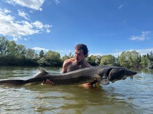 Sturgeon
