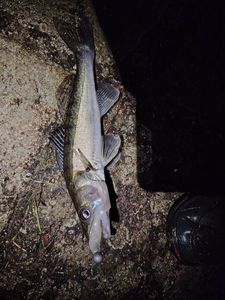 Zander