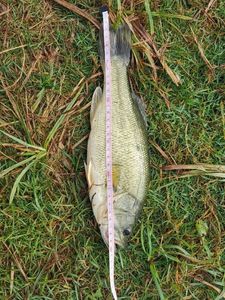 Largemouth Bass