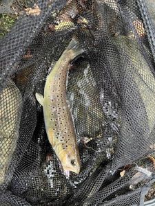 Brown Trout