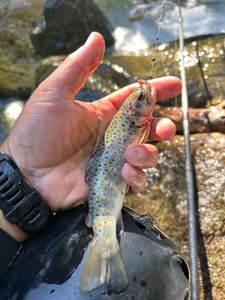 Brown Trout