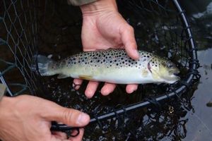 Brown Trout