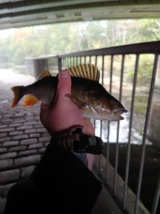 European Perch