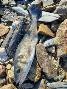 European Bass (Seabass)