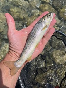 Brown Trout