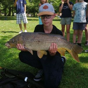 Common Carp