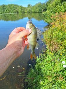 European Perch