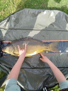 Mirror Carp