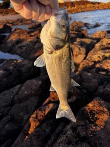 European Bass (Seabass)