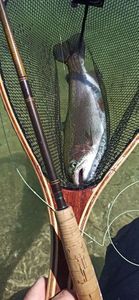 Rainbow Trout