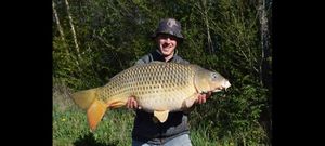 Common Carp