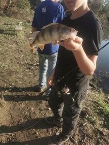 European Perch